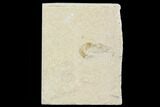 Cretaceous Fossil Shrimp - Lebanon #107416-1